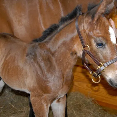 Newborn horse with it's mother